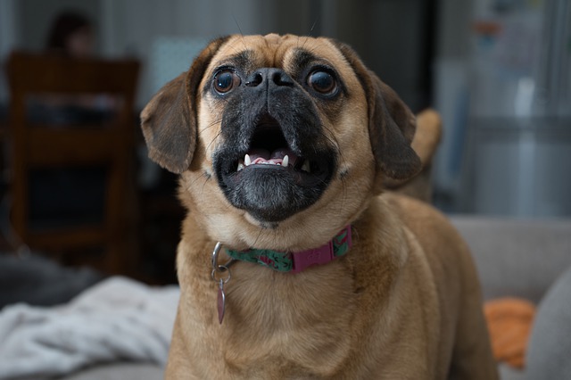 犬の吠え癖を治すしつけのポイントとは 無駄吠えの3つの理由と対処法 ワンダフルライフの送り方 犬の吠え癖を治すしつけのポイントとは 無駄吠えの3つの理由と対処法 ワンダフルライフの送り方
