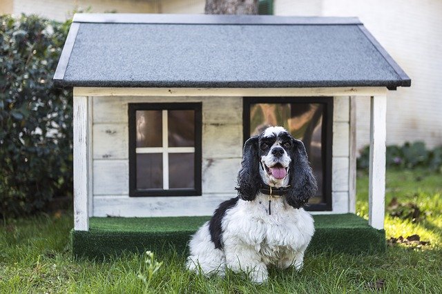 犬と引越しするときはどうする 犬の移動方法と手続き ストレス対処法まとめ トレンドワンダーランド